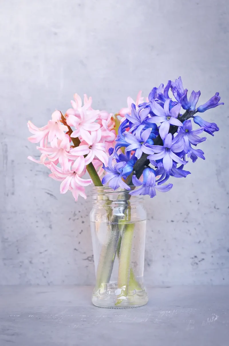 Scented Plant