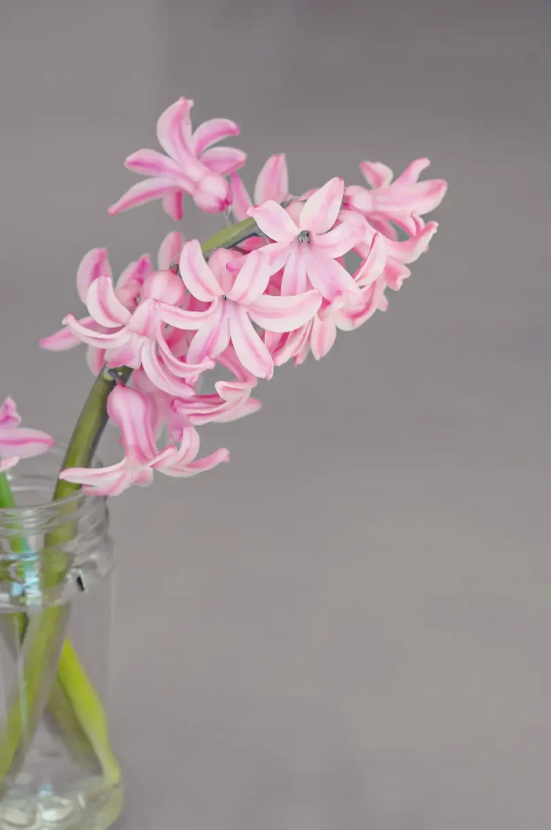 Flower Plant